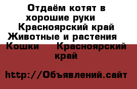 Отдаём котят в хорошие руки  - Красноярский край Животные и растения » Кошки   . Красноярский край